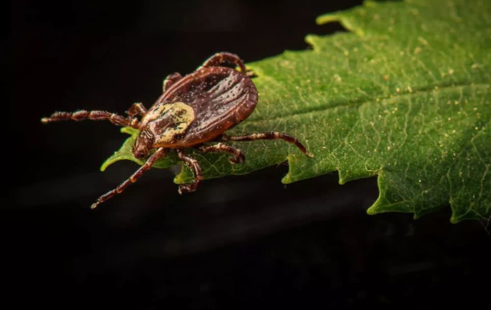 蜱虫未寄生时,喜欢活跃在水边的杂草草尖上或者树叶上,一旦动物或者
