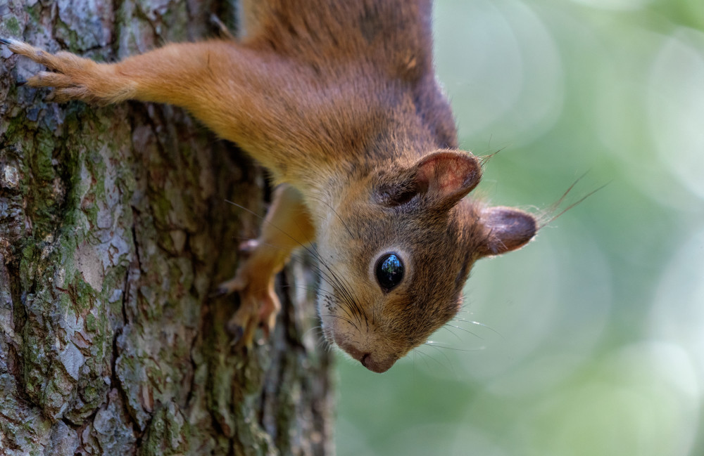 (外代二线)俄罗斯的野生动物