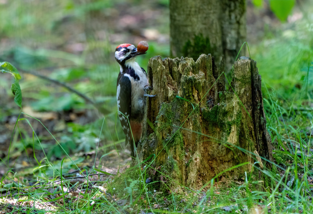 (外代二线)俄罗斯的野生动物