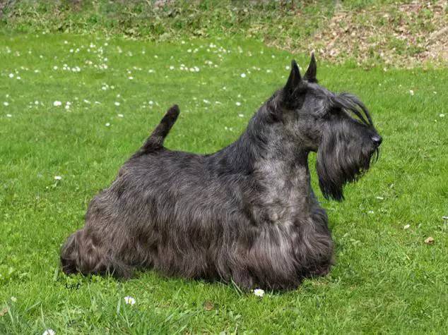 西高地白梗幼犬和短嘴贵宾幼犬,比熊幼犬非常相似,基本上分不出区别.