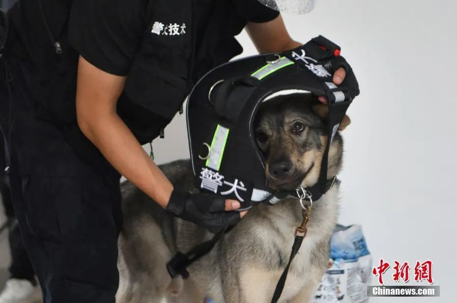 行摄云南西双版纳缉毒犬飓风成网红