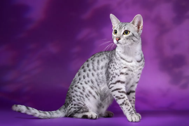 布偶猫|暹罗猫|俄罗斯蓝猫|日本短尾猫|美短猫|长毛暹罗猫|琥珀|济è