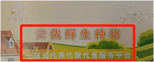 云优鲜生涉嫌非法集资：以代养殖种猪为名吸收公