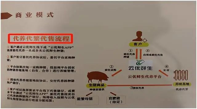 云优鲜生涉嫌非法集资：以代养殖种猪为名公众募集资金(图2)
