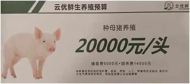 云优鲜生涉嫌非法集资：以代养殖种猪为名公众募集资金(图3)