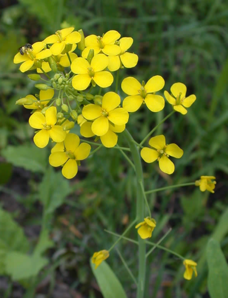 荒野維生野菜系列——蕪菁