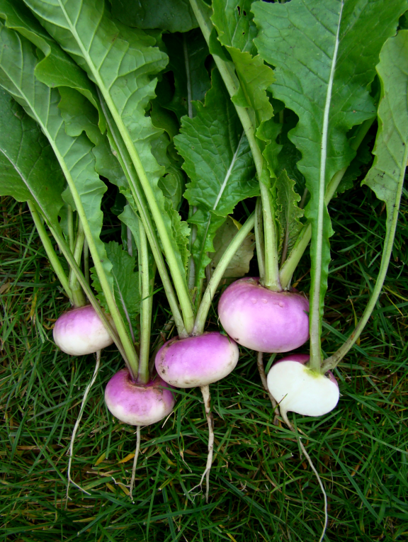 荒野维生野菜系列—芜菁