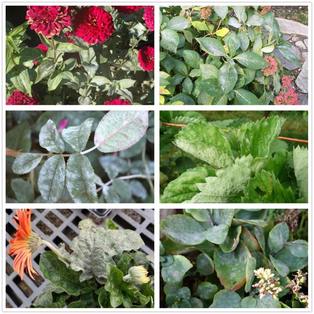 夏天室内养花特容易感染白粉病 养月季 绣球和百日草就深有体会 腾讯新闻