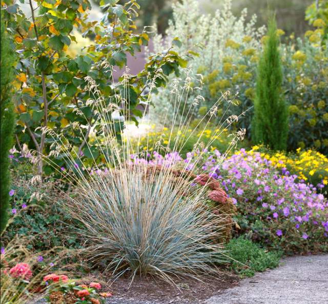 家有院子 爱种草 觉得比花美 关键还好养 你认为呢 腾讯新闻