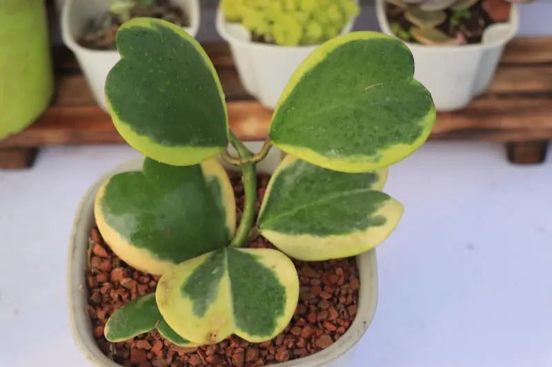 "心叶球兰锦"萝摩科球兰属多肉植物,爬藤型_腾讯新闻