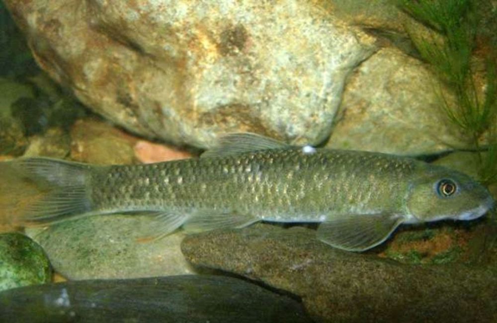 云南盘鮈鱼最后神奇的"鱼泉"虽然给李老汉家里带来了巨大的财富,但