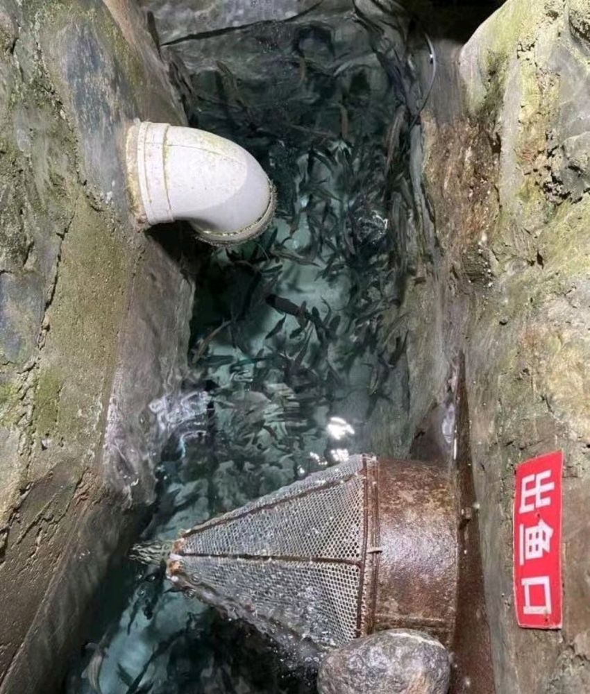 重庆大爷家中挖出鱼泉最多一天出鱼1000斤200一斤有人买