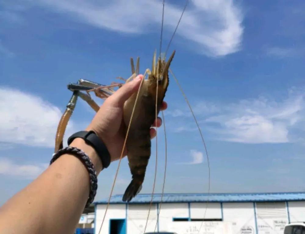 巨虾来袭?苏州钓鱼人河道钓起"大虾王",钓友:太大了,能吃吗