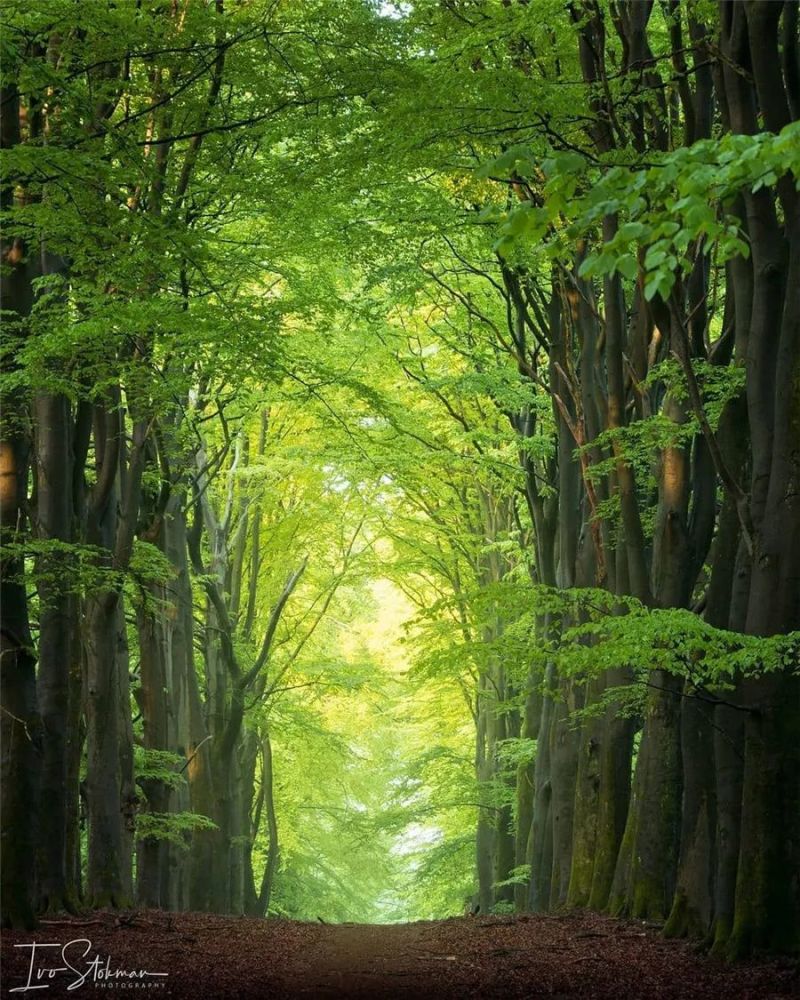 绿树成荫,感觉真好!