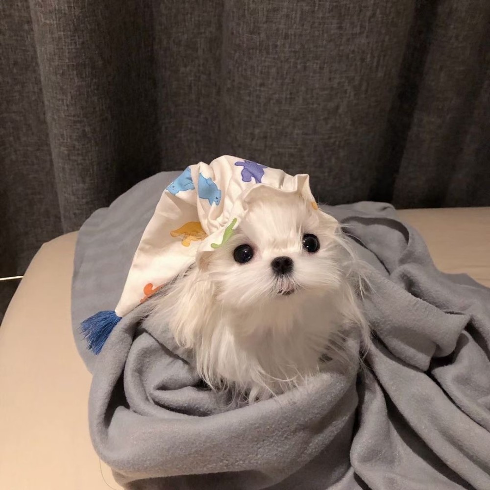 头像|可爱狗狗头像