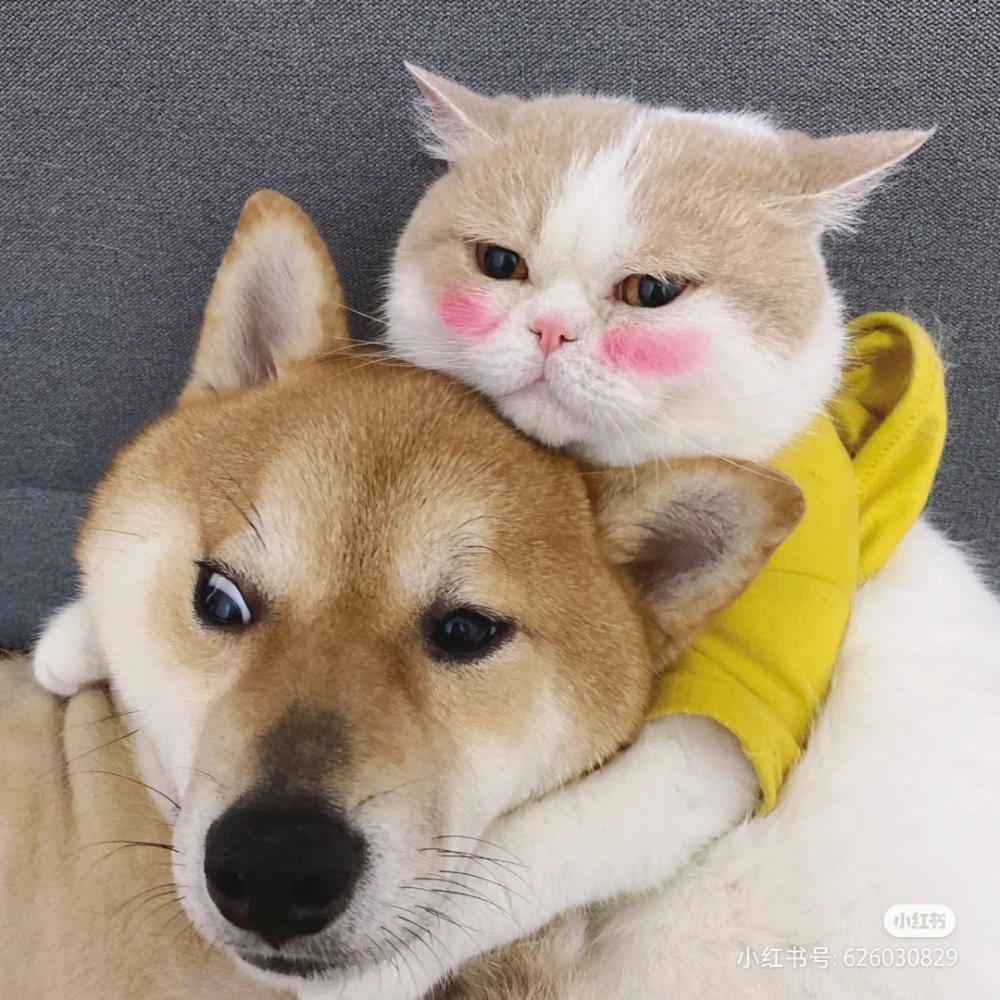 拆犬萌狗头像集合头像是我不满意内有情头呦