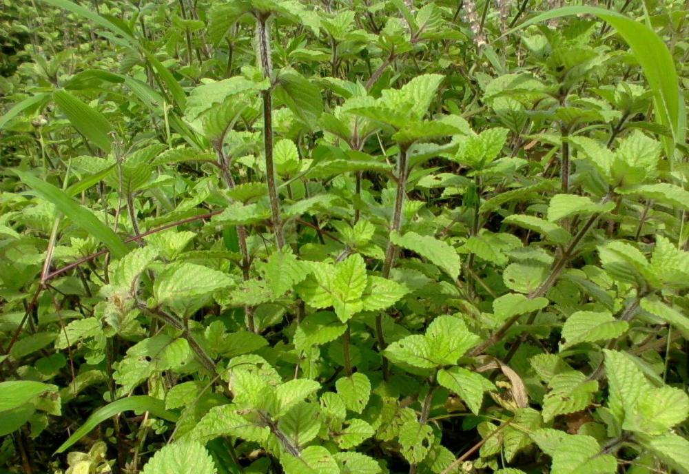 去台湾吃 烧仙草 殊不知大陆已经种植逾百年 制成凉粉价格高 腾讯新闻