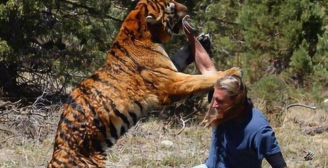 真实的老虎食人案例老虎在吃人后真的会被杀掉吗