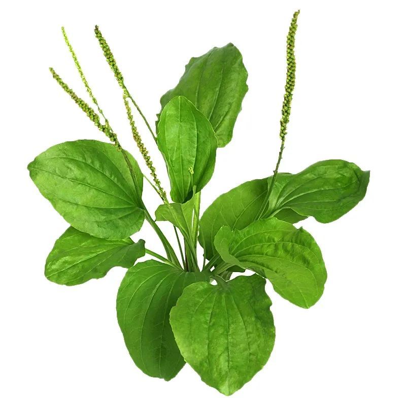 路边常见的车前草其实是被列为上品的中药