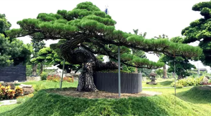 富養花窮種樹盆栽松樹就該這麼賤養