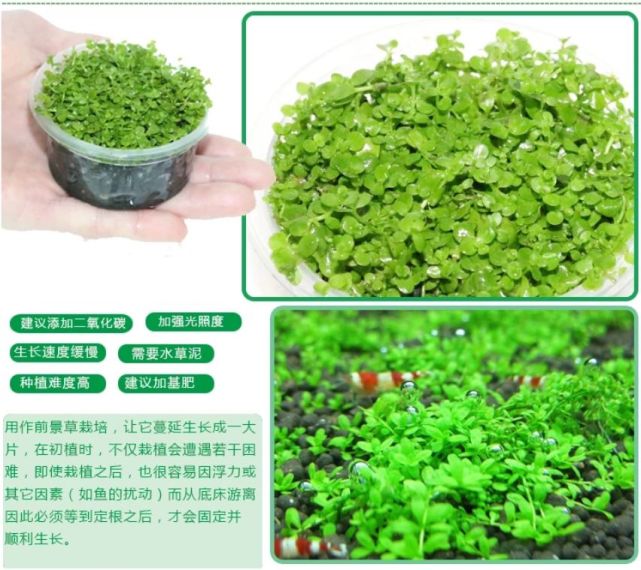 水草学堂 前景草的种类及养殖使用 后景草 珍珠 迷你矮 针叶皇冠