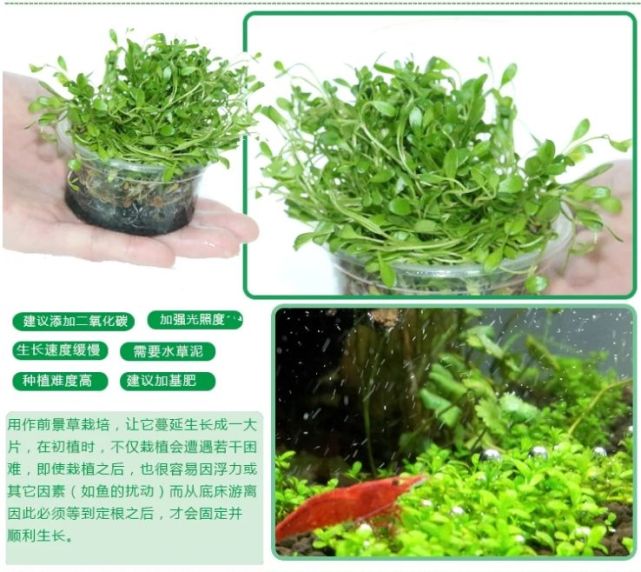 水草学堂 前景草的种类及养殖使用 后景草 珍珠 迷你矮 针叶皇冠