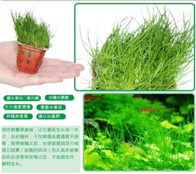 水草学堂 前景草的种类及养殖使用 后景草 珍珠 迷你矮 针叶皇冠