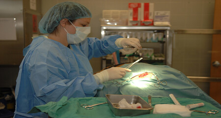 猫狗什么时候做绝育手术会更好?