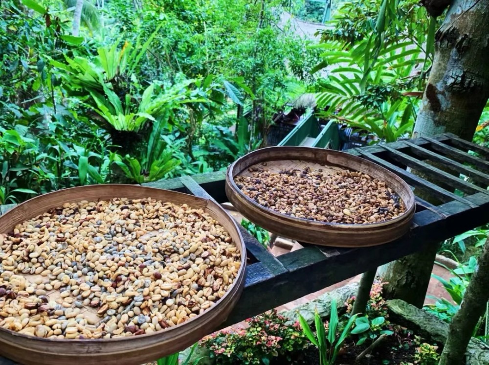 有"屎"以来,最重口味的咖啡,鸟屎咖啡,象屎咖啡,全都很矜贵_腾讯新闻