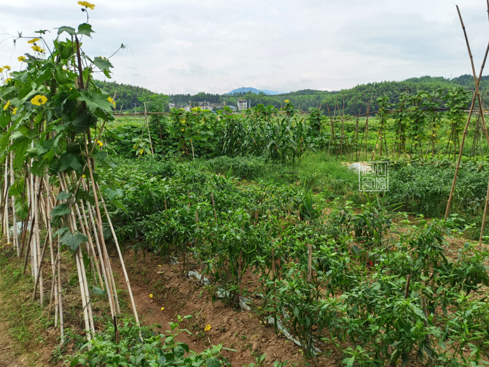 晒了晒外婆乡下菜地里种的蔬菜在朋友圈火了网友向往的生活