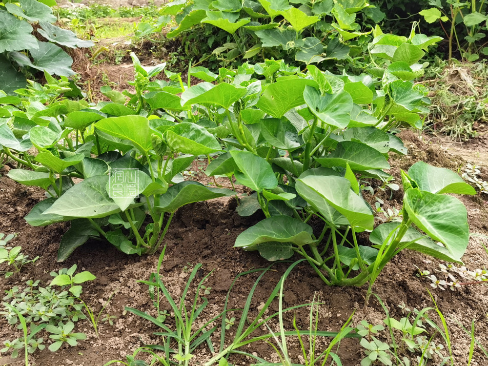 晒了晒外婆乡下菜地里种的蔬菜在朋友圈火了网友向往的生活