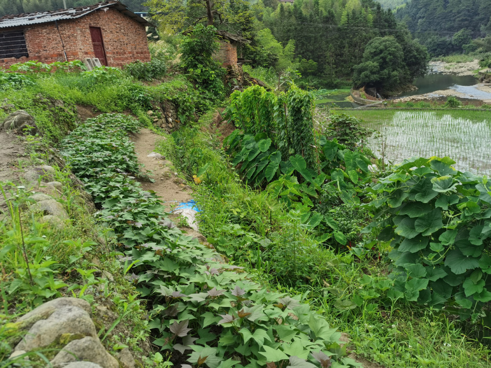 晒了晒外婆乡下菜地里种的蔬菜在朋友圈火了网友向往的生活