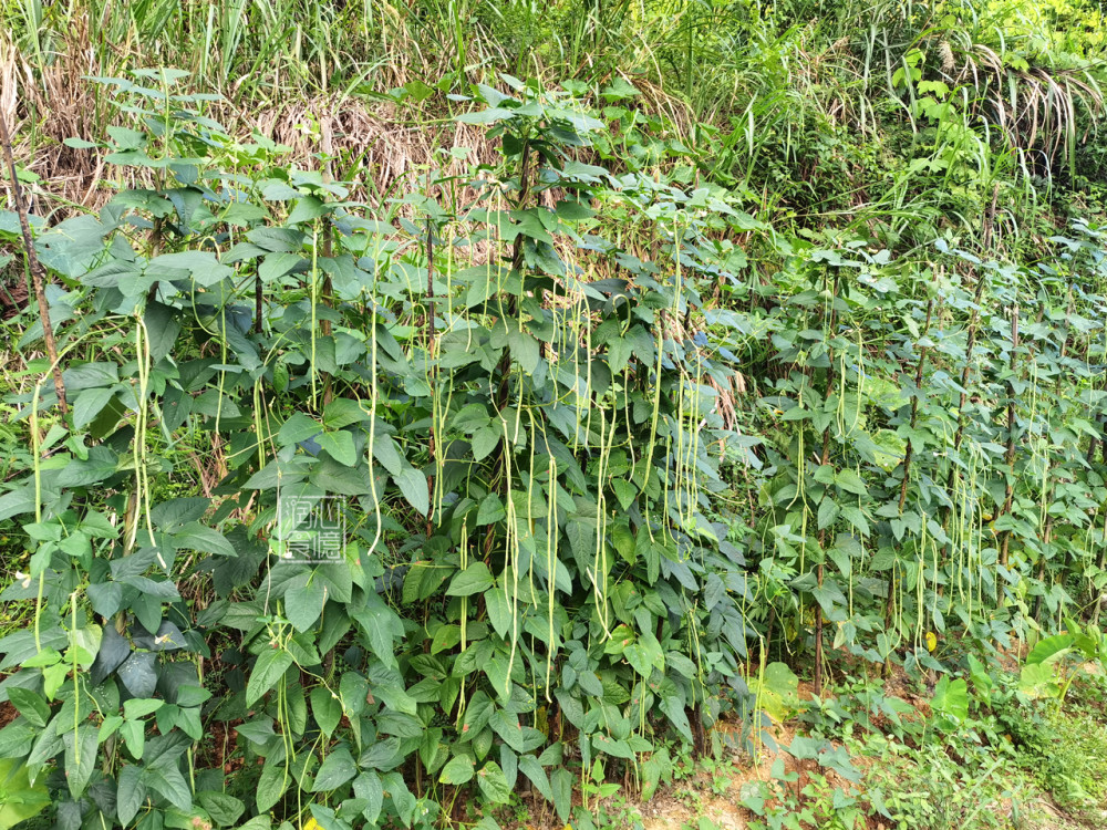 晒了晒外婆乡下菜地里种的蔬菜在朋友圈火了网友向往的生活