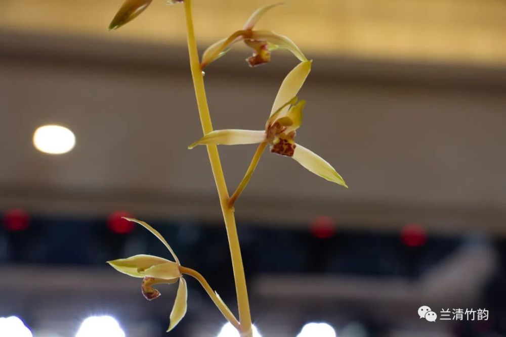 兰花什么时候换盆好 怎么换盆 腾讯新闻