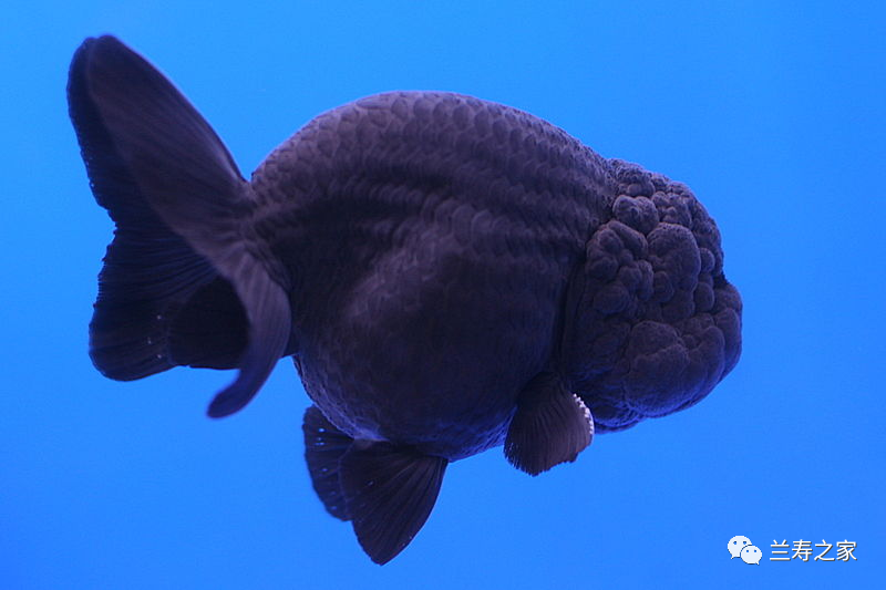 乾貨分享兩種簡易方法估算你的魚缸可以養多少魚