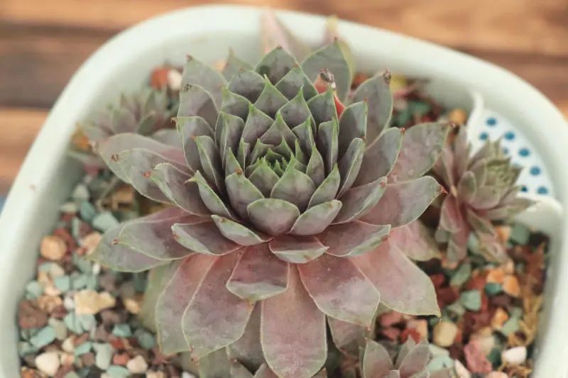 红勋花景天科长生草属多肉植物中型品种较常见的长生草品种之一