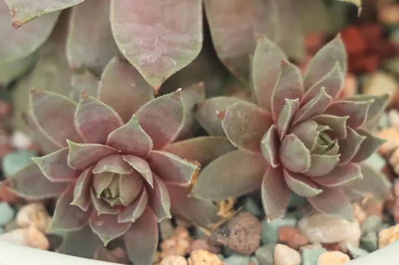 红勋花景天科长生草属多肉植物中型品种较常见的长生草品种之一