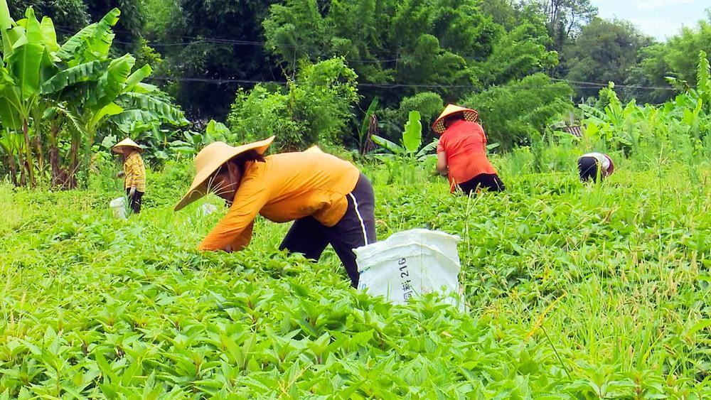 韶关南雄溪黄草成农民增收致富"法宝"