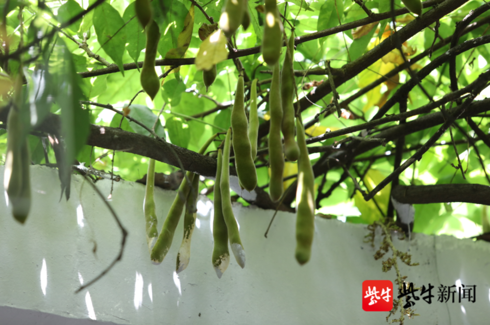 上百颗紫藤果串成夏日美景姑苏小巷再添网红打卡点
