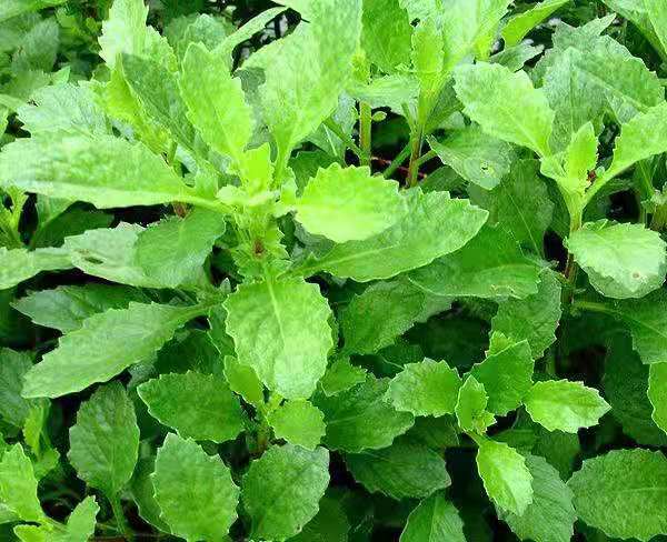 蔬菜和草药两用的片仔癀草|蔬菜|疔疮|片仔癀|草药