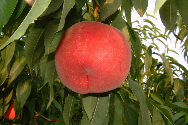 核污染下的"弃儿":日本拂晓白桃臭名难逃,只是原产于福岛吗?_腾讯新闻