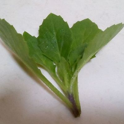 蔬菜和草药两用的片仔癀草