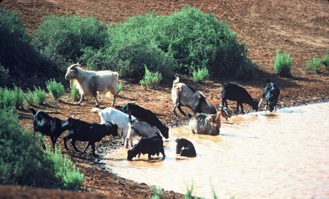 澳洲野山羊泛滥成灾花7万美元仅消灭459只为何当地人不去吃