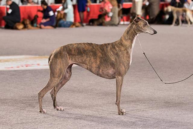 寻根问祖系列79格力犬greyhound