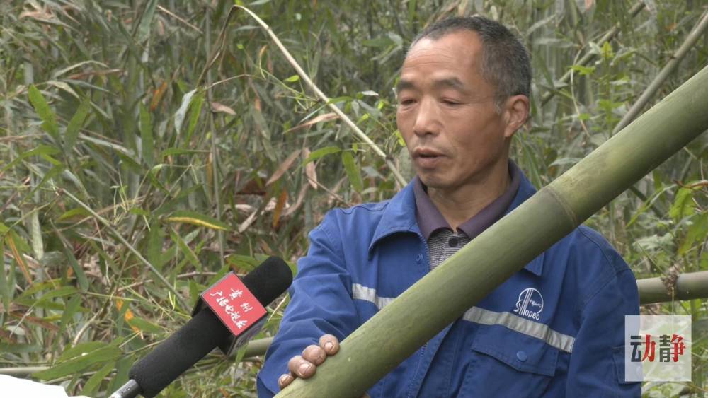 竹子排行_陕西省林场竹子品种达180个
