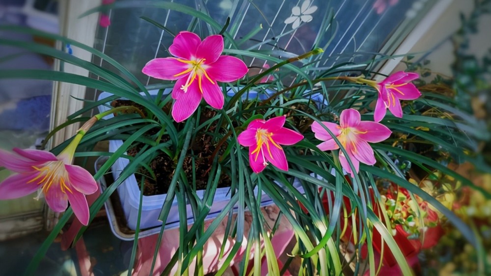 夏季养花需要注意4个方面的细节,重点已标出,快收藏不求人