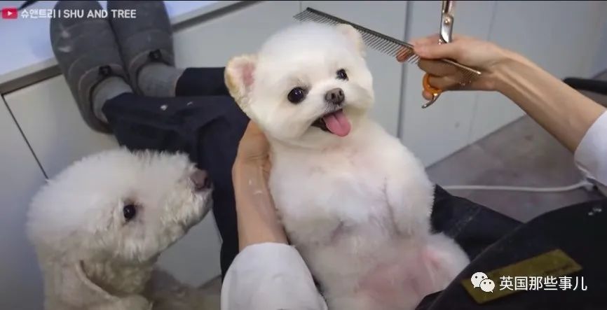 韩国这间狗子理发店,狗狗理发后照片,也太舒爽了吧!
