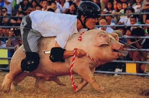 4,每年8月底,日本西部的爱媛县三瓶镇会举办骑猪大赛,冠军奖金有50万