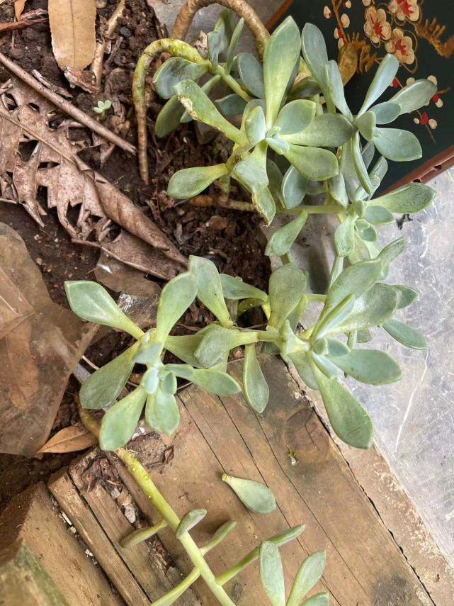 夏季徒长"野生多肉"没眼看,老司机掰下叶片撒开,新苗噌噌冒出|多肉|徒