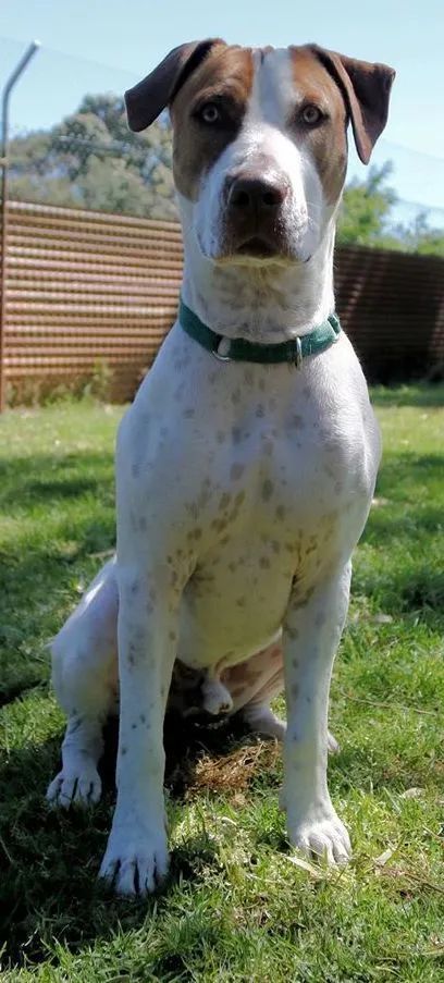 澳洲猎猪犬幼崽,被纯素食喂养,来自主人扭曲的爱,小狗还能活吗_腾讯